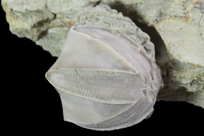 Blastoid (Pentremites) Fossil - Illinois #92236